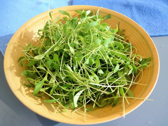 Koriander als Mikrosalat