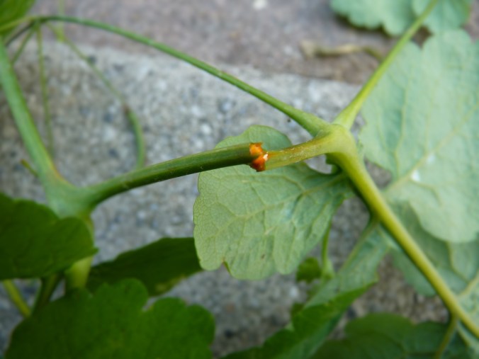 der gelb orange Saft des Schöllkrauts enthält Alkaloide und ist in hoher Konzentration giftig