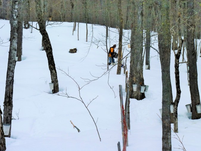 Ahornwasser aus den Eimern sammeln