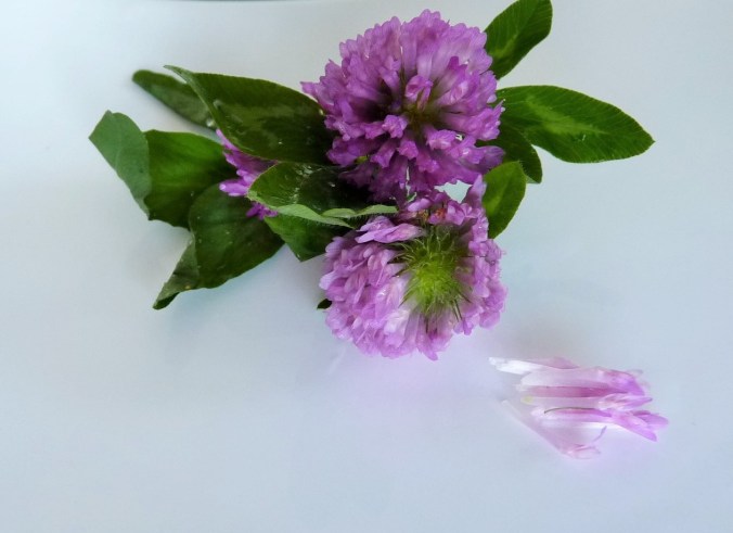 die Blütenblätter aussaugen, wie Bienen