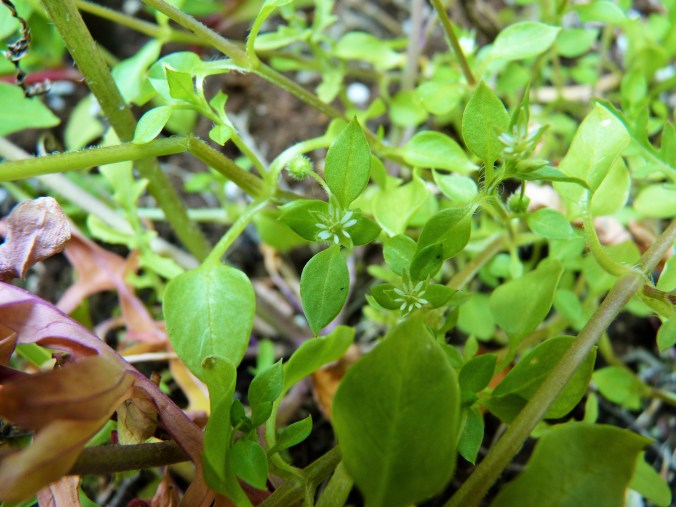Vogelmiere als Wildgemüse